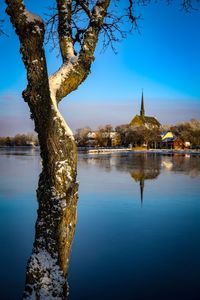 Reflection of trees in a lake