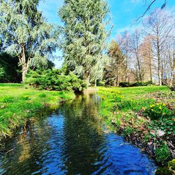 Scenic view of lake in forest