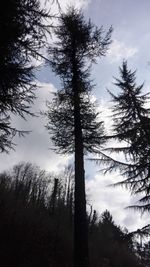 Low angle view of trees in forest against sky