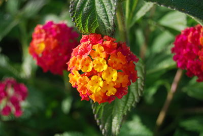 Close-up of red flowers