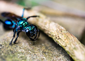 Close-up of insect on rock