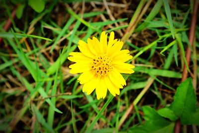 Close-up of yellow flower blooming in field