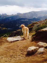 Rear view of dog standing on mountain