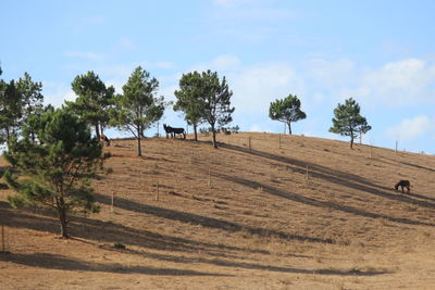 Trees on field against sky