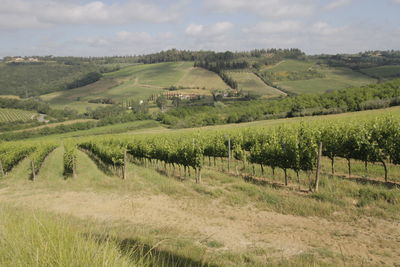 Scenic view of agricultural field against sky