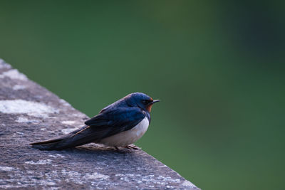 Close-up of bird perching on retaining wall