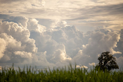 Low angle view of plants on field against sky