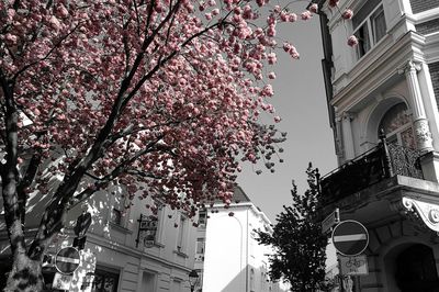 Low angle view of pink flowering tree against building