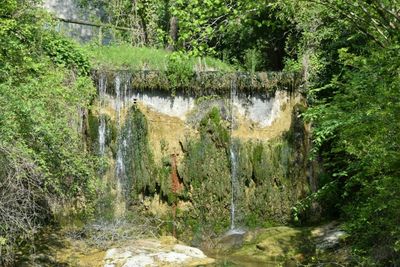 Panoramic view of trees and plants
