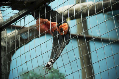 Close-up of hornbill holding rat seen through chainlink fence