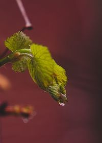 Close-up of wet leaf