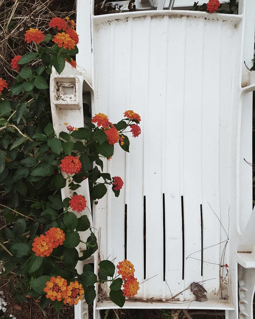 flower, plant, flowering plant, growth, nature, fragility, vulnerability, day, freshness, beauty in nature, white color, no people, architecture, built structure, leaf, plant part, petal, building exterior, wall - building feature, front or back yard, outdoors, flower head, flower pot