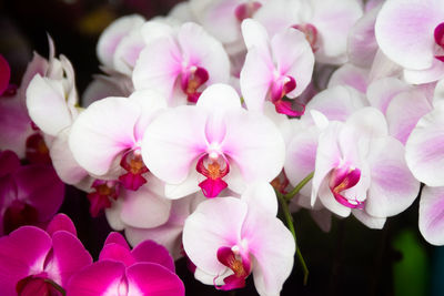 Close-up of pink flowers blooming outdoors