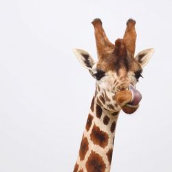 Close-up portrait of giraffe