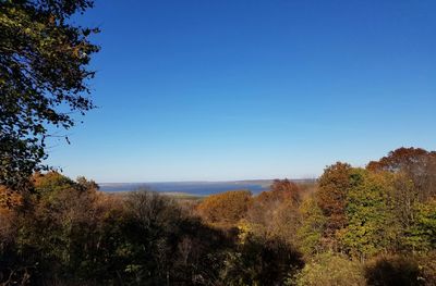 Trees against clear blue sky