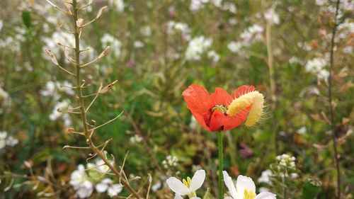 Close-up of red flower blooming outdoors