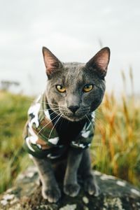 Close-up portrait of cat outdoors