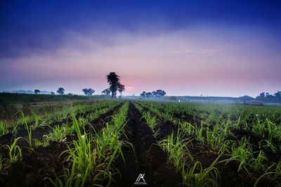 Plants growing on field against sky during sunset