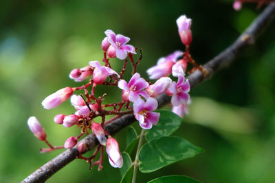 Close-up of pink flowering plant