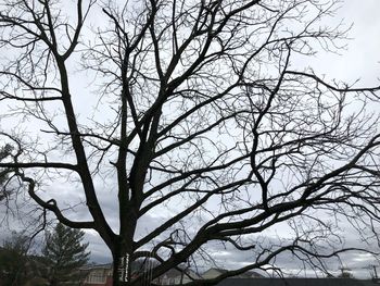 Low angle view of bare tree against sky