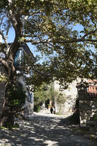 People on footpath amidst trees