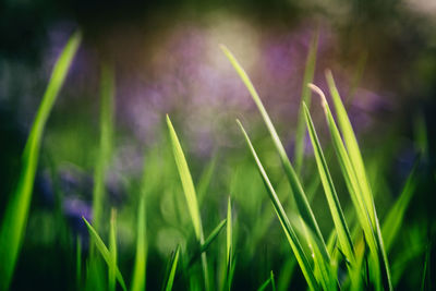 Close-up of plant growing on field