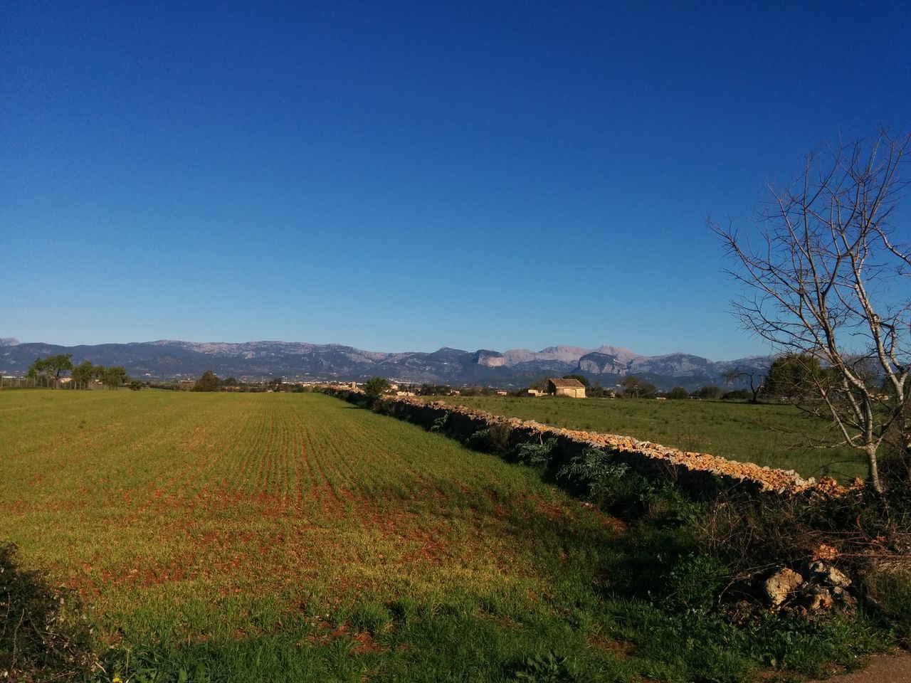 clear sky, blue, landscape, copy space, tranquil scene, tranquility, field, beauty in nature, grass, scenics, nature, growth, green color, tree, mountain, non-urban scene, plant, rural scene, day, idyllic