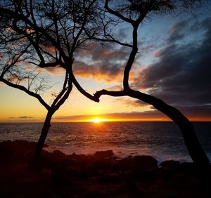 Silhouette tree on beach against sky during sunset