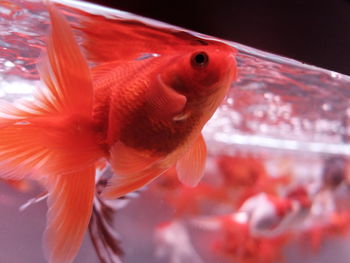 Close-up of goldfish in fish tank