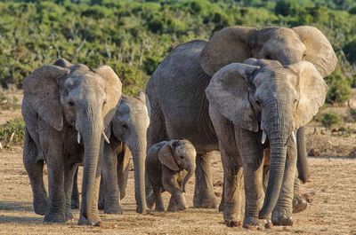 Elephants walking on field