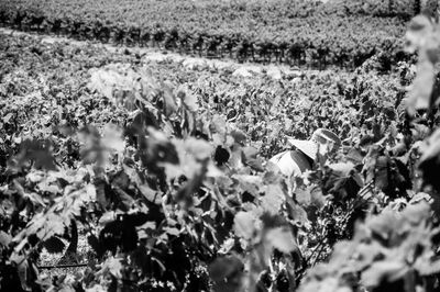 Plants growing on field