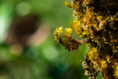 Close-up of yellow flowering plant