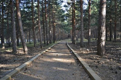 Road passing through forest