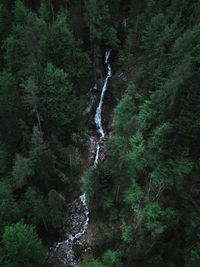 High angle view of stream amidst trees in forest