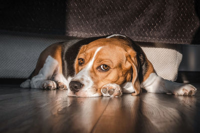 Beagle dog lies on the floor in the house, muzzle on the floor, sad, bored look