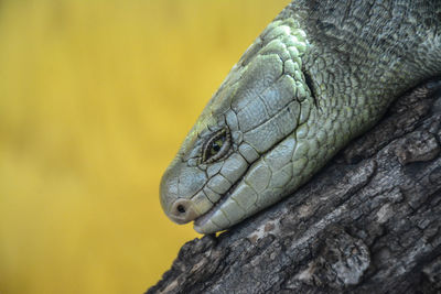 Close-up of lizard on tree