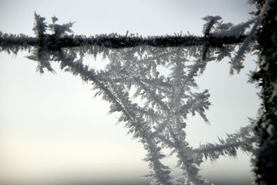 Low angle view of trees against sky during winter