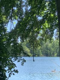 Scenic view of lake in forest