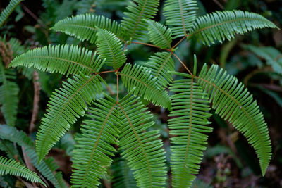 Close-up of green leaves on plant