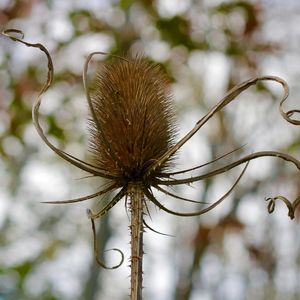 Close-up of dried plant