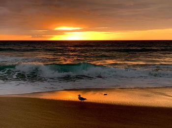 Scenic view of sea during sunset