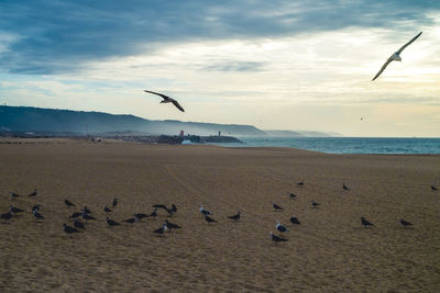 Seagulls flying over beach against sky