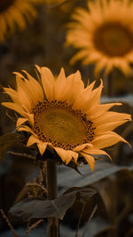 Close-up of yellow flower