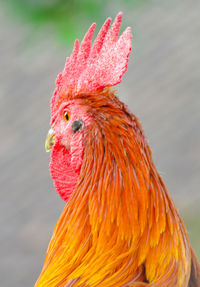 Close-up of rooster