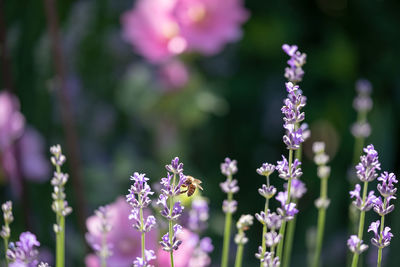 Close-up of purple flowering plants and bee on field