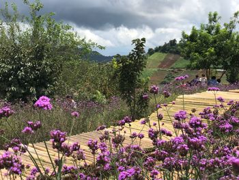 Purple flowers on field