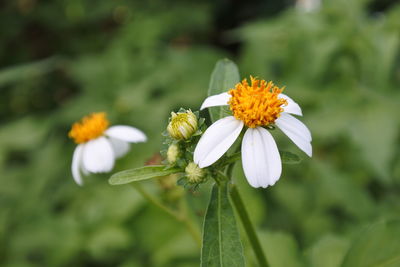 Close-up of white flowering plant