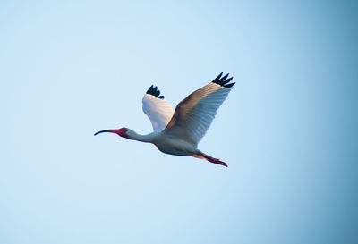 Low angle view of seagulls flying