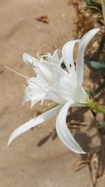 Close-up of white flowering plants