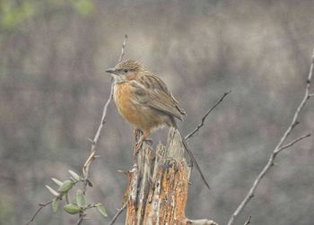 Close-up of bird perching on branch